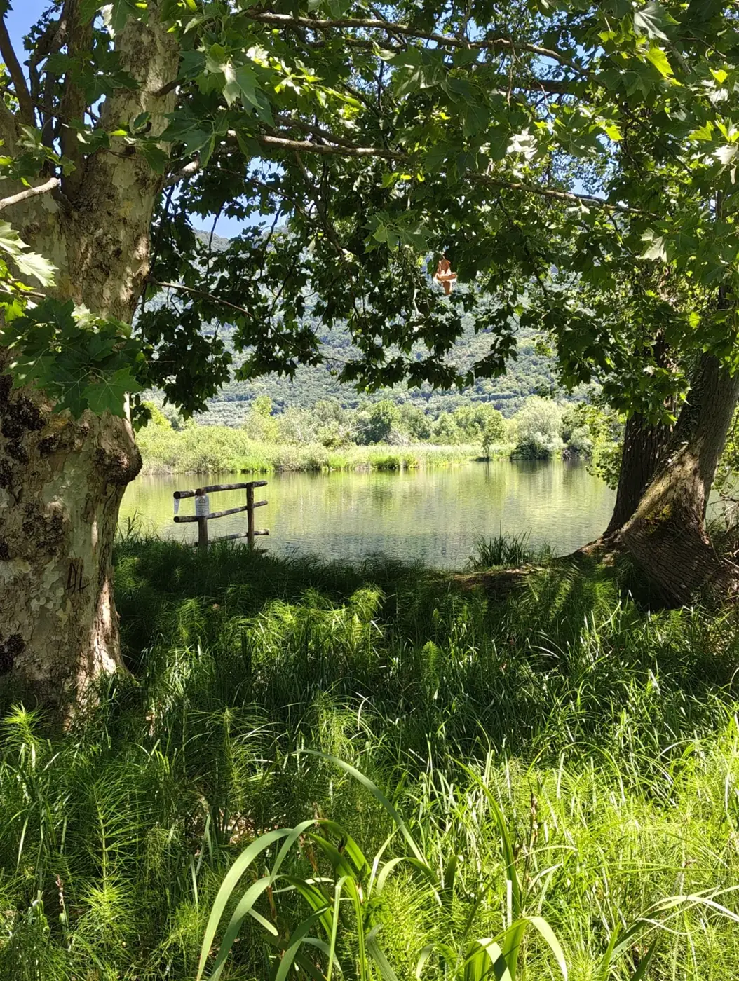 Ein Weg unter Bäumen an der Torbiere del Sebino